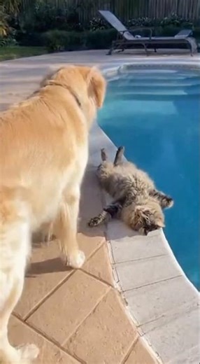 😂 One Small Push, One Wet Cat, Maximum Chaos 😾🐶