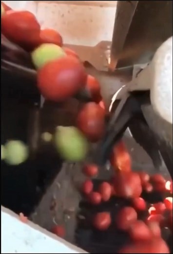 2.1K views · 15 reactions | Tomato sorting just got smarter. 烙...