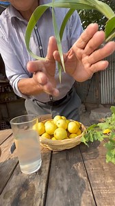 84K views · 682 reactions | Parte 6 de paico o care planta medicinal creciendo asta en los lugares mas difíciles | Carlos ahois Naturista | Facebook