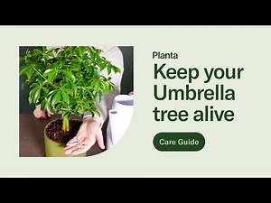 Umbrella tree: Care guide