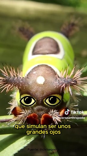 Oruga ensillada: características y peligros