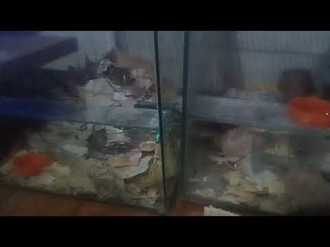 BRAIANLAMAZARES grabador los hamsters de su compañero fede Nicolini lunes 24 de noviembre de 2025