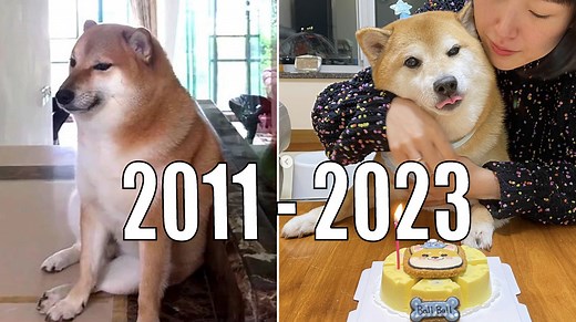 Beloved Meme Dog 'Cheems' Passes Away At 12 Years Of Age