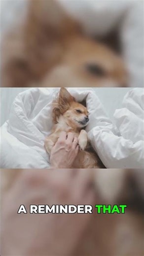 How Pets Teach Us Our Best Selves #loyalty #petbond