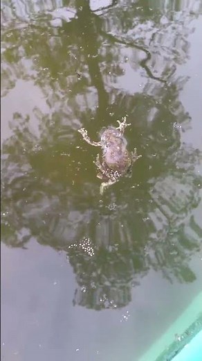 Gray Tree Frogs Breeding