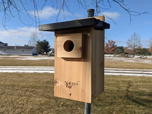 Where to Place a Bluebird House [The Best Location] - Bluebird Landlord