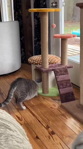 Cat that plays fetch! Obsessed with this furry guy playing fetch | Cats Life