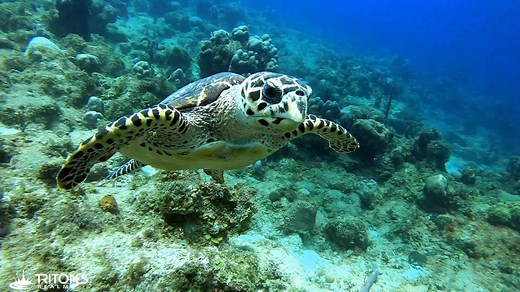 Amazingly majestic Hawksbill Sea Turtle encounter. | Triton's Realm