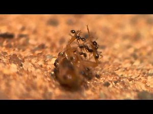 Raubzug der Treiberameisen