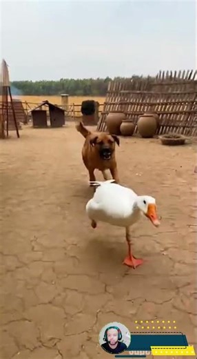 Chaos Unleashed: Blaming Cats, Exploding Doghouses & One Mischievous Goose! #funnyanimals