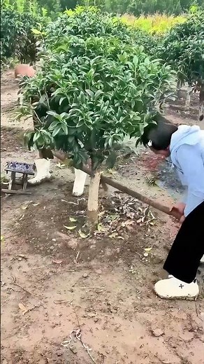 The correct method for uprooting trees allows for easy transplantation without damaging the roots.