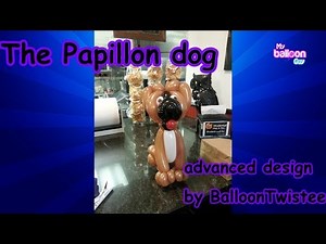 The Papillon Dog Advanced balloon twisting tutorial