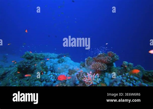 Sea Water Ocean Life. Tropical underwater seascape. Blue turquoise sea water waves. Underwater fish reef marine. Vibrant coral garden Stock Video Footage - Alamy