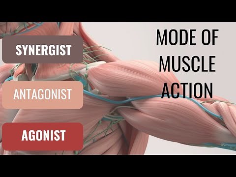 Agonist, antagonist, synergist|Type of synergist| mode of action of muscle