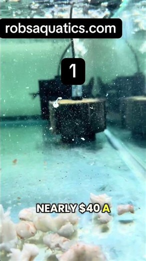 Feeding My INSANE Gulper Catfish 👀
