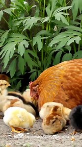 Organic Freerange Chicken Led by a certified expert DVM Holder, Trainer, Practitioner, Farm Consultant and a successful Organic Farm Owner! Limited slots only! Enroll now! Philippine Agricultural Webinar #farmtechwebinars #agrionlinetraining #agriwebinars #farmwebinar #farmseminar #agriculture #organicfreerangechicken #agriculturist #farmowner | Philippine Agricultural Webinar
