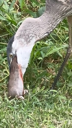 150K views · 865 reactions | An onlooker captured video of a great blue heron swallowing a large New York City rat whole. | lohud | Facebook