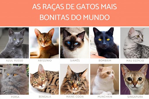 Os 10 GATOS mais BONITOS do MUNDO