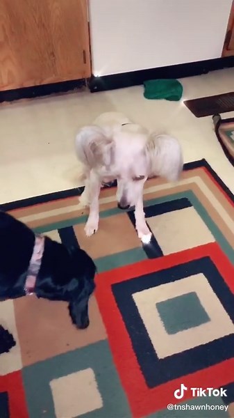 Shawn Dalton on TikTok