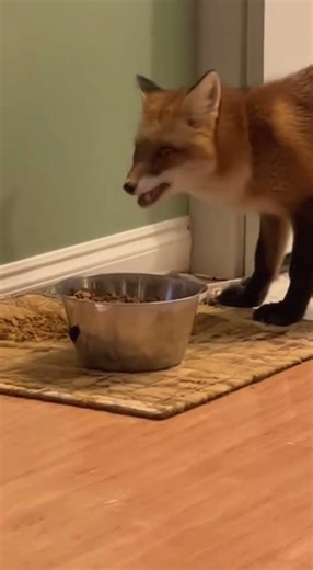 Wild fox invades home and takes cat's food! 🦊🍽️