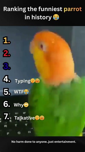 Ranking the Funniest Parrots That Ever Lived!😂