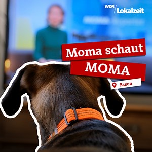Der vielleicht größte Fan des ARD-Morgenmagazins ist Hündin Moma aus Essen. | WDR Lokalzeit