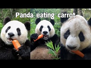 Panda eating carrot.cute panda.