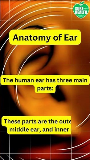 Unveiling Ear Anatomy
