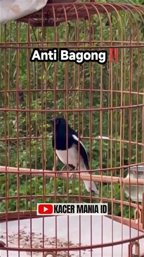 MASTERAN KACER GACOR SUPER MEWAH ISIAN VARIASI NGEPLONG BANYAK DIJAMIN NYAUT SEKETIKA ❗❗