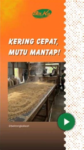 Post-Harvest Rice Drying: Traditional vs. Mechanical Methods