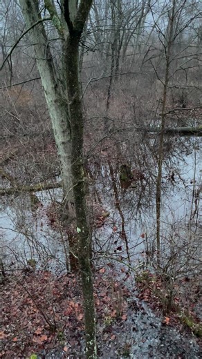 8.6K views · 43 reactions | Swamp thicket honey hole 歷歷歷 #whitetail #deer #hunting | Jake Outdoorz | Facebook