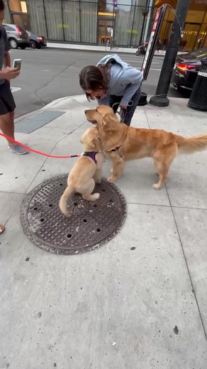 115K views · 5.3K reactions | Hugs from my brother. #besties #hugs #brothers | Hudsonbegood | Facebook