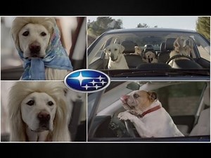 ❤︎ Best Hotel Commercials - Top 10 The Best and Funny Subaru The Barkley Family Dog Car Commercials