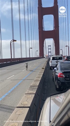 Traffic briefly came to a halt on the Golden Gate Bridge last week so a deer could make its way across. https://abcnews.visitlink.me/s3rNOr | ABC News
