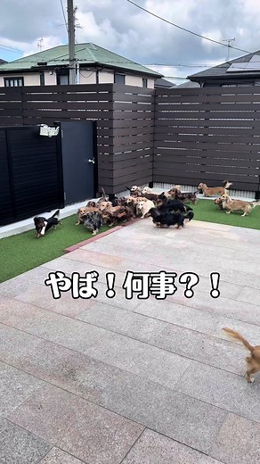 ダックスフンドの再会！子育て一息ついたね