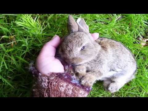 How To Manage A Dying Rabbit