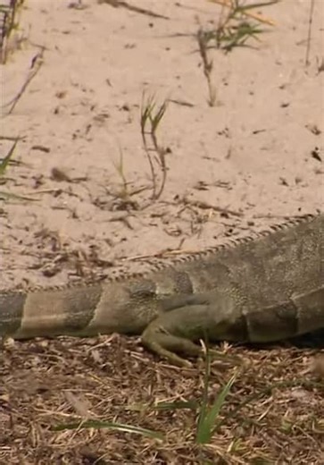 Python Hunters S01:E03 - Everglades Under Siege