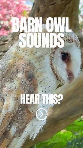 What Does a Barn Owl Sound Like?