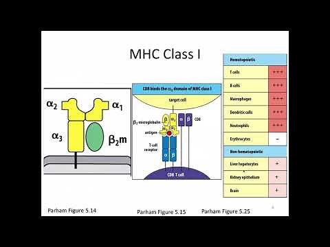 Immunology Lecture 15: MHC Class I Antigen Processing and Presentation