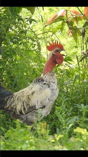 Beautiful Roosters videos compilation ❤️ 😍 💕 #animals