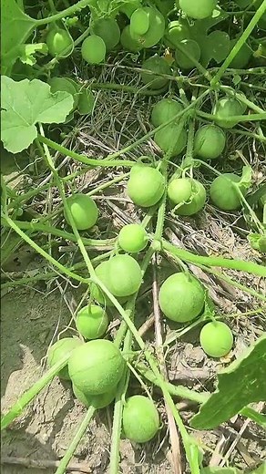 Easy Mixed Vegetable Recipe | Quick & Healthy Home Cooking