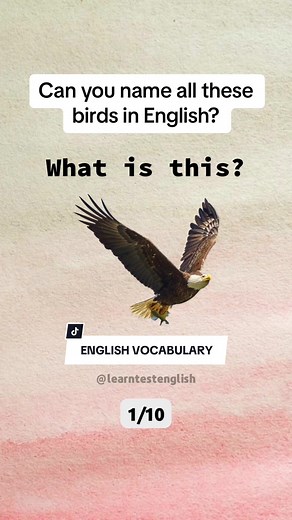 Identifying Birds in English: Test Your Vocabulary Knowledge!