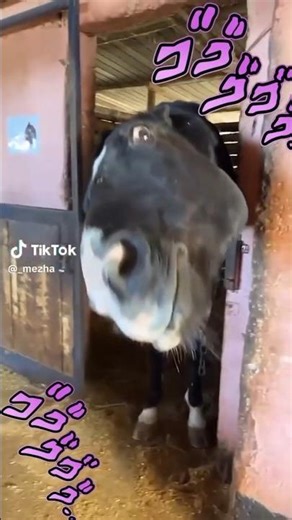 Horse clips with STEEL BALL RUN Music #jojosbizarreadventure #music #anime #jjba #steelballrun