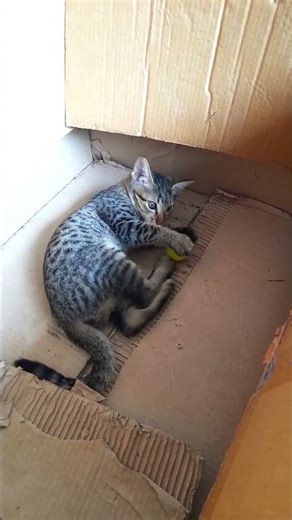 Adorable Cat Morning Routine 😻 | Kitty Daily Routine #cutekitty