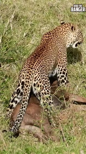 Exploring Animal Habitats on Animal Planet