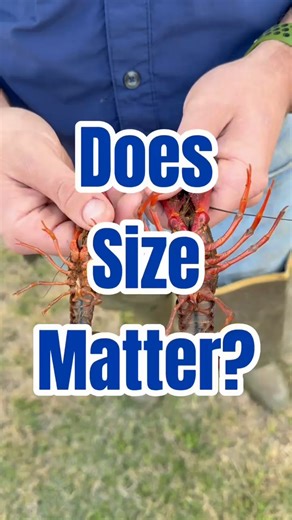 A lot of folks think the bigger the crawfish, the better the taste — but flavor isn’t about size. It comes from clean ponds, healthy feed, proper water levels, and letting crawfish mature naturally. Small, medium, or jumbo — if it’s raised right, it’s gonna be good. That rich, sweet Louisiana flavor? That’s the pond talking, not the ruler. Because great crawfish aren’t grown fast… they’re grown right. 🌾🔥 #CajunCrawfish #CrawfishFacts #SouthLouisiana #FarmRaised #CrawfishSeason #SeafoodEducatio