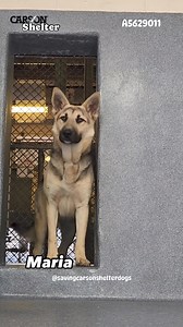 💜Adopted💜 A5629011 ✰ MARIA -5/31/24- 😢OWNER SURRENDER😢 💜🐾 Please FOSTER or ADOPT Today! 🐾💛 Maria is gorgeous and only eight months old. 6/3/24 - A5629011 (Intact): Maria Maria was at the front of the kennel when the runner arrived. She ran to the back of the kennel in a timid manner. She was called back over to the front. She stood there nervously and was closed off. She had a tucked tail, a hunched body posture, a closed mouth, ears back, and soft eyes. She tried looking for an escape a