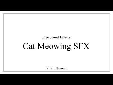 Cat Meowing Sound Effect | High Quality, Free Download