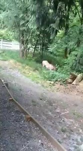 68 reactions · 21 shares | Because the weather has been not great we have not been able to get any new videos , so here is one from last summer ! | Fergus | Facebook