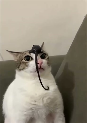 les chats et leur chutes😂